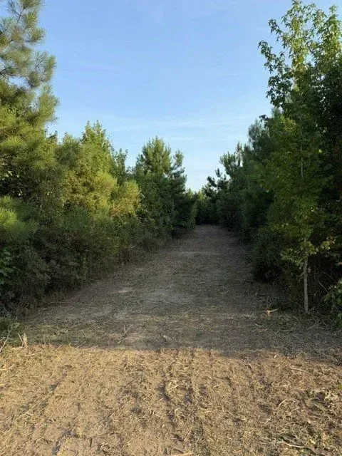 Dirt path between dense green trees under a clear blue sky