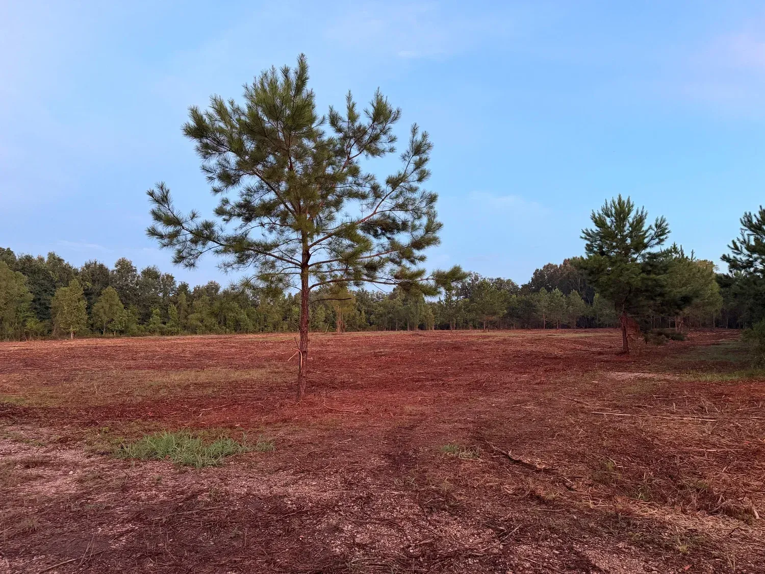 Sandy field with a lone pine tree under a blue sky, with a line of trees in the distance