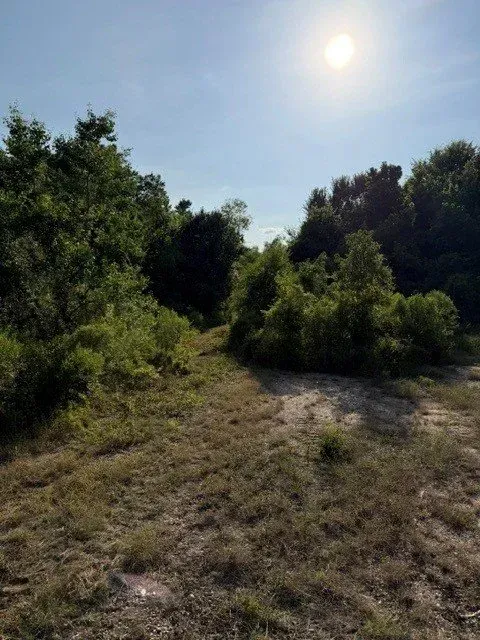 Sunny dirt path through dense green shrubs and trees under a bright blue sky
