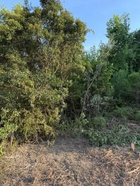 Dense green shrubs and trees along a dry, grassy edge under daylight