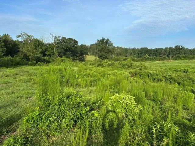 Lush green field with dense vegetation under a blue sky, bordered by trees in the distance