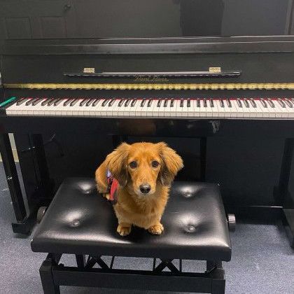 A small dog is sitting on a bench in front of a piano.