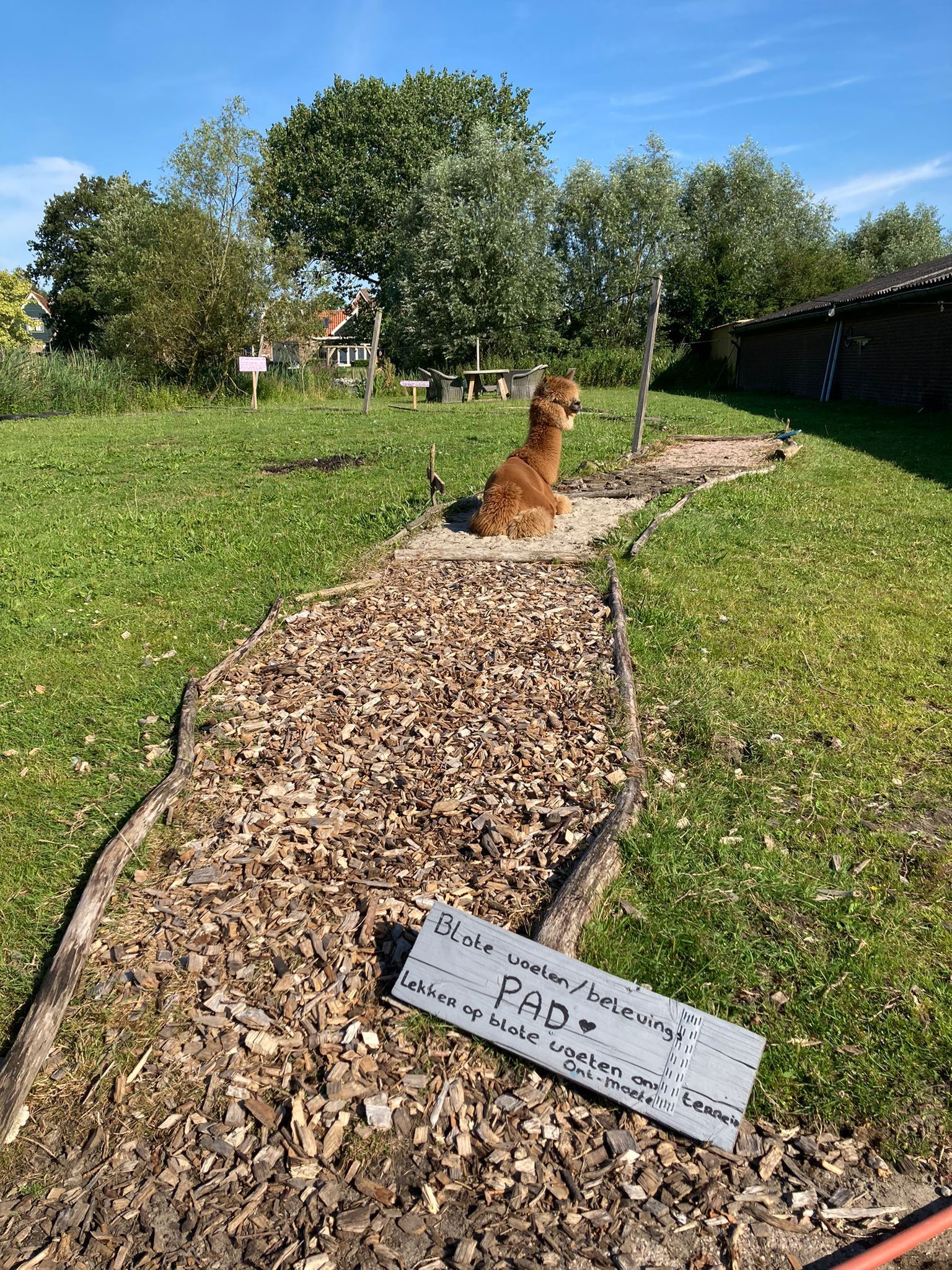 Een bruine lama rust op een pad van houtsnippers in een grasveld. Op de voorgrond staat een bord.