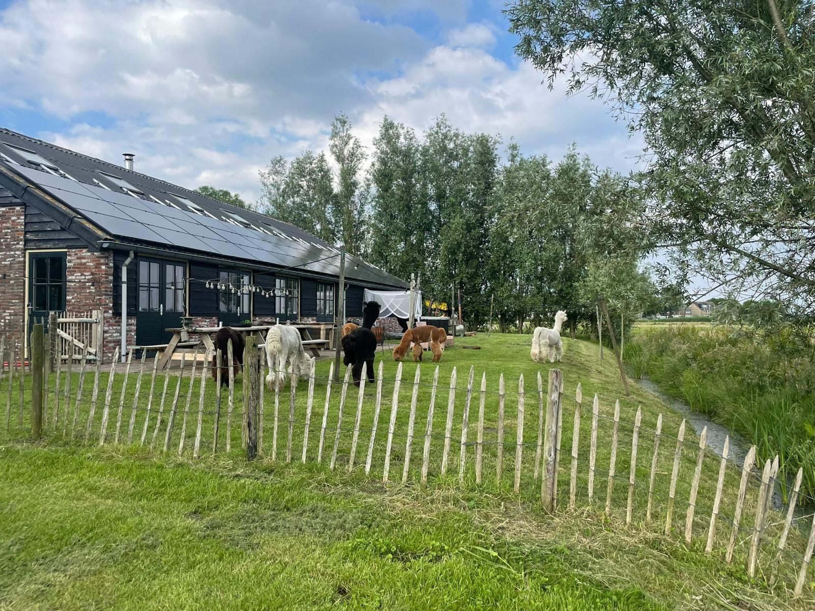 Alpaca's grazen in een grasrijke omheining vlakbij een schuurachtig gebouw met zonnepanelen. Licht houten hek.