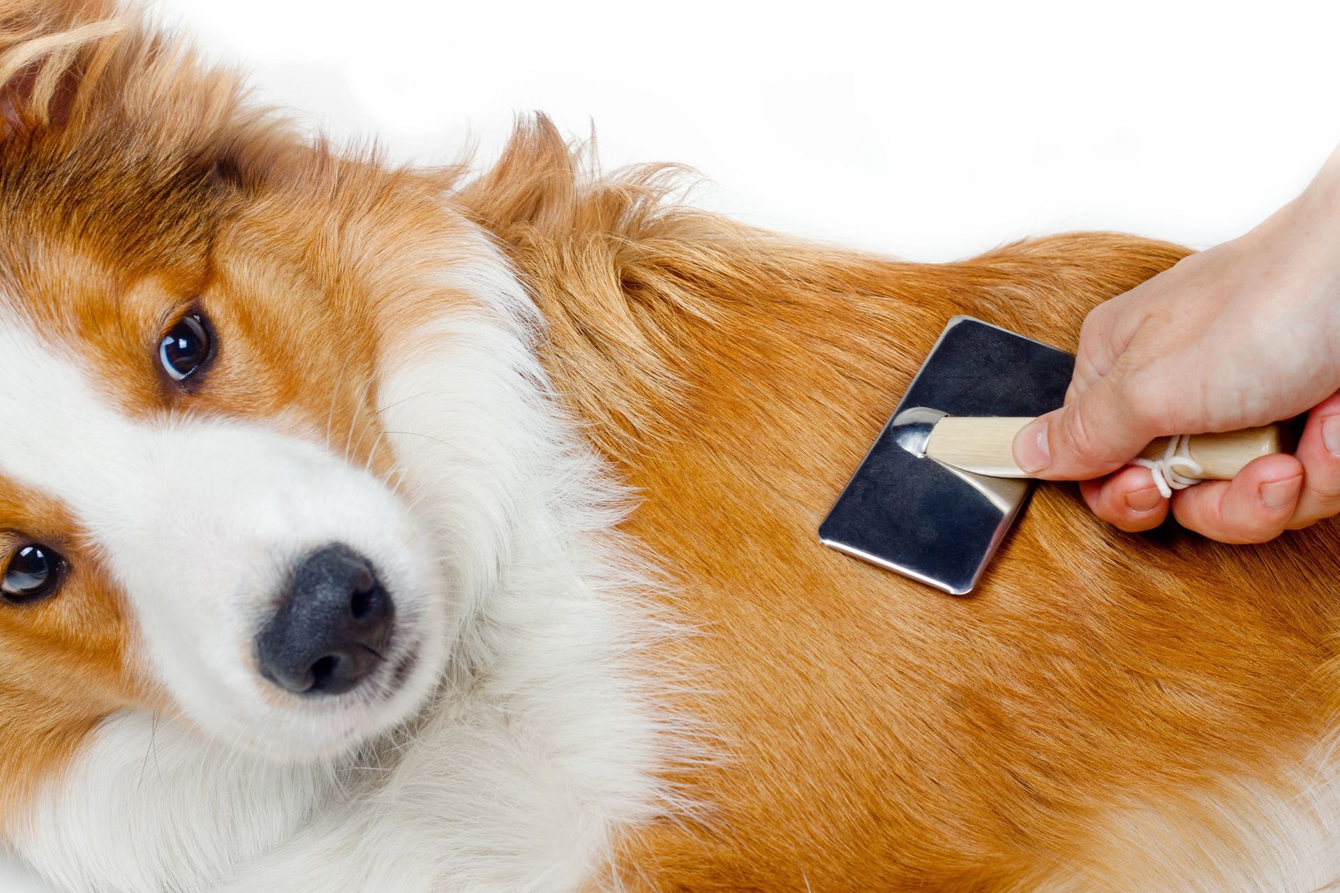 Deshedding Treatment in Venice, FL