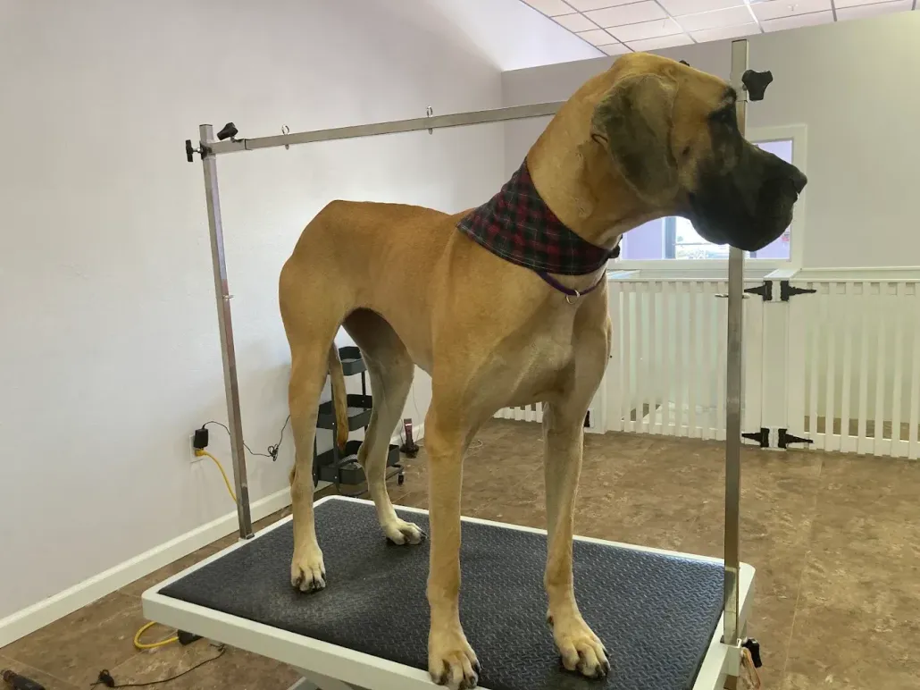 About Pawfectionist Grooming Salon And Spa