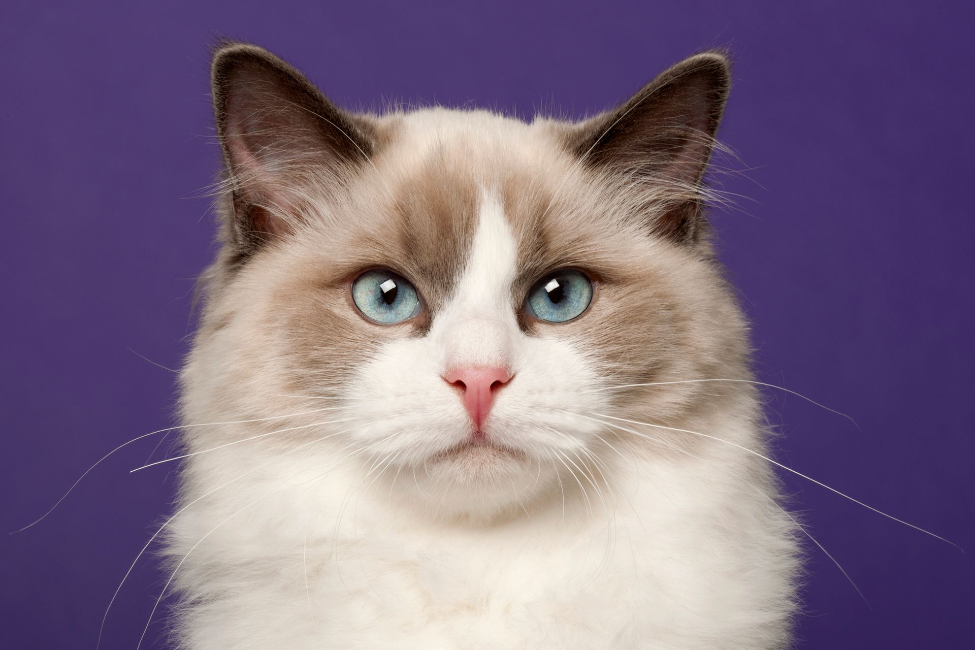 Cat Grooming in Venice, FL