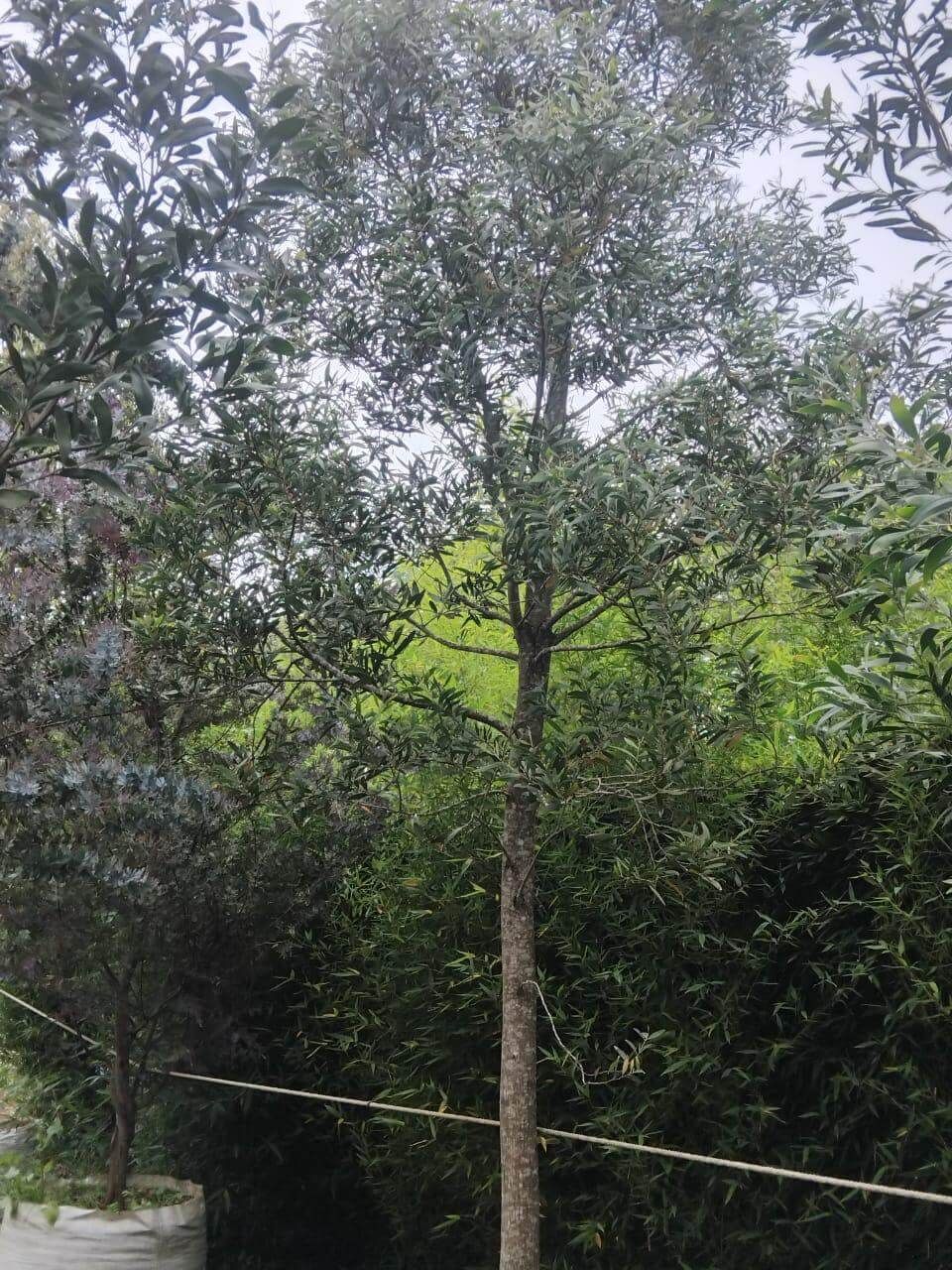 Viveros La Palma