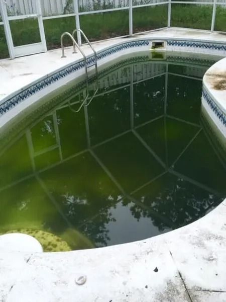 Green, murky pool water in a white tiled indoor-outdoor pool with ladder and glass enclosure
