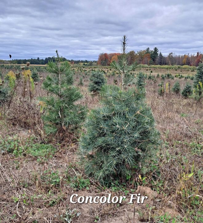 Christmas Tree Lot McBain, MI