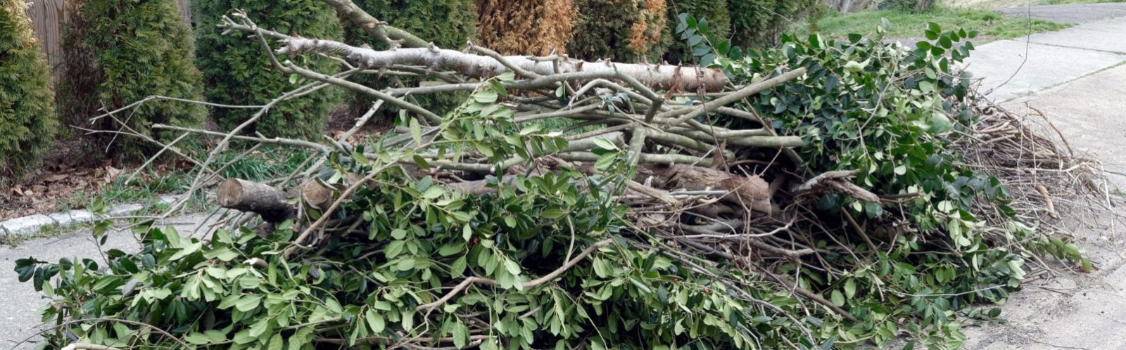 Pile of cut branches and leafy twigs on a paved surface, with green bushes in the background.