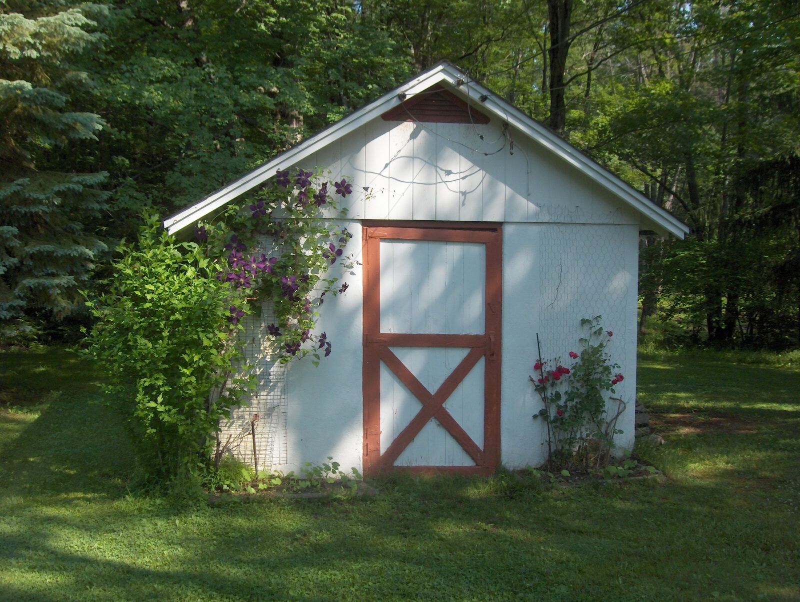 White shed with a red door and trim, surrounded by green foliage and trees.