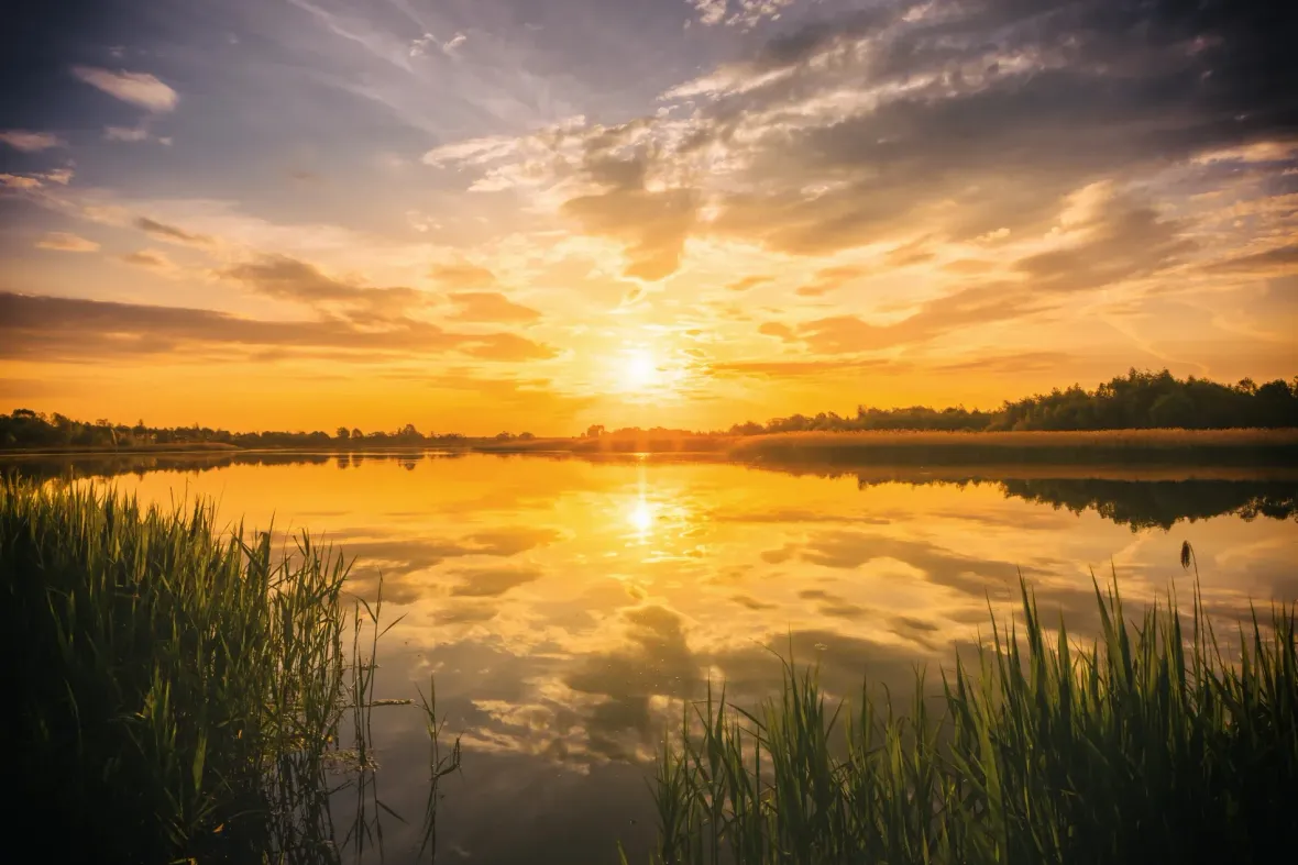 Sunset over a calm lake with golden reflections and reeds in the foreground