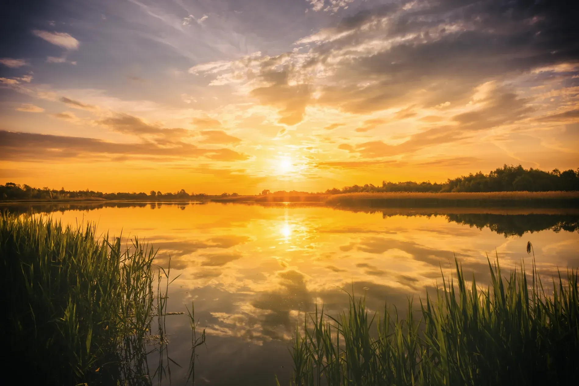 Sunset over a calm lake with golden reflections and reeds in the foreground