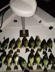 Black crappie fish caught on a boat, arranged on a white surface.