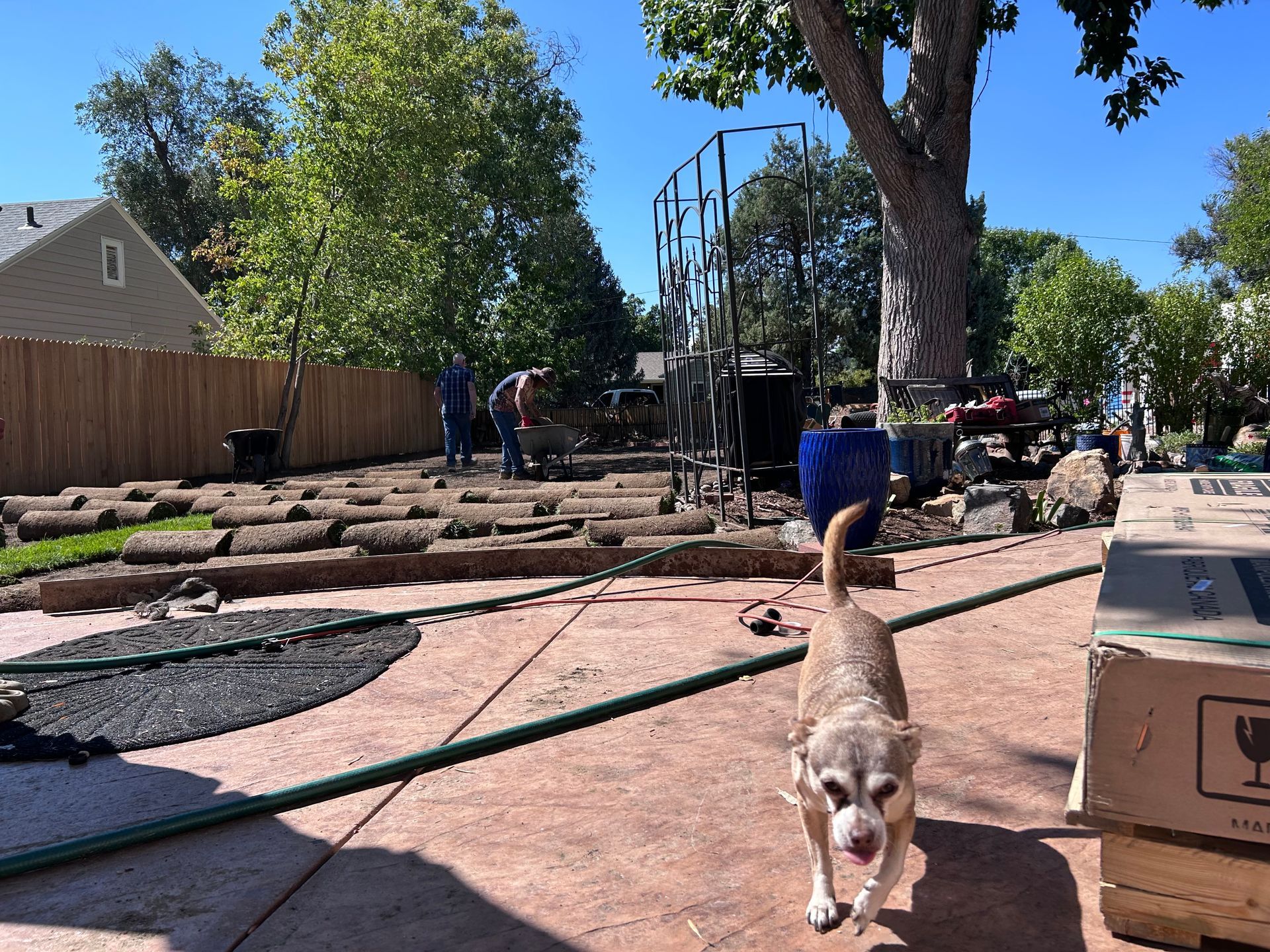 Dog walking on a garden path in a sunny backyard, with people working in the background.