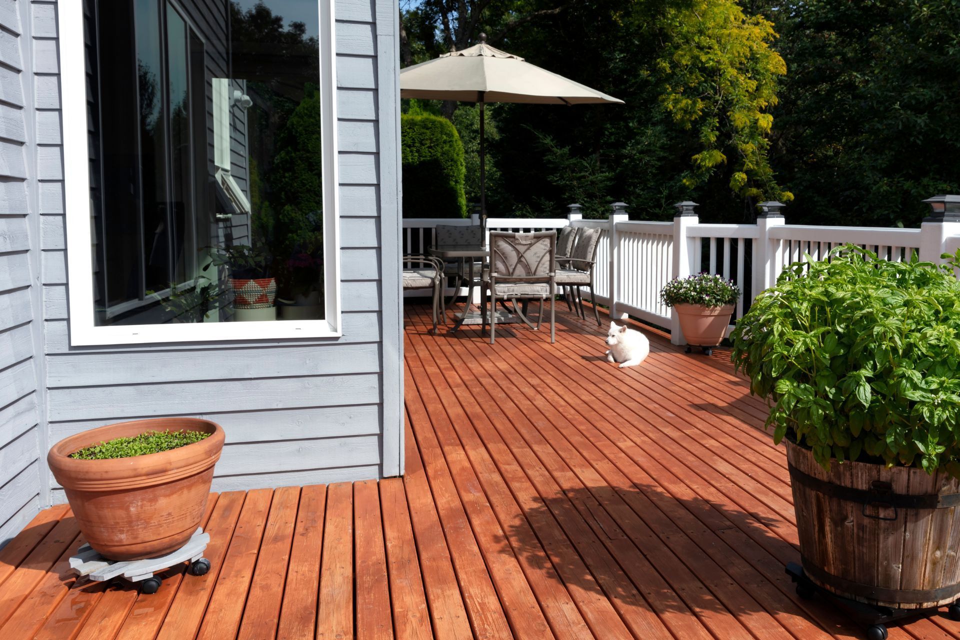 A wooden deck with a white cat sitting on it