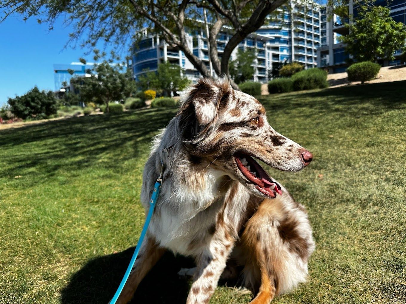 A small white dog is sitting on a surfboard in the grass.