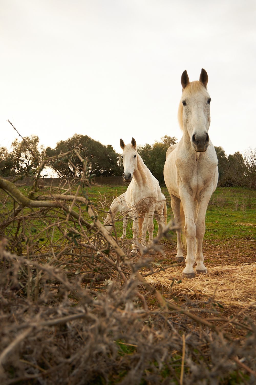 COACHING ASSISTIDO POR CAVALOS