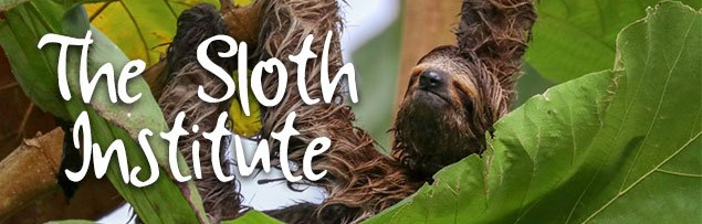 volunteer opportunities Manuel Antonio the sloth institute