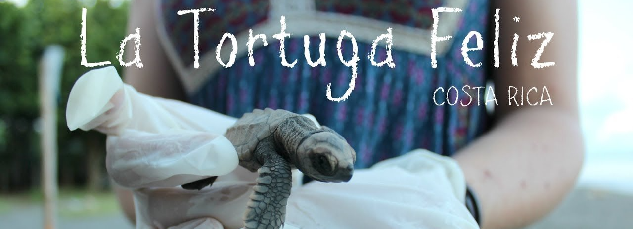 volunteer opportunities Manuel Antonio la tortuga feliz