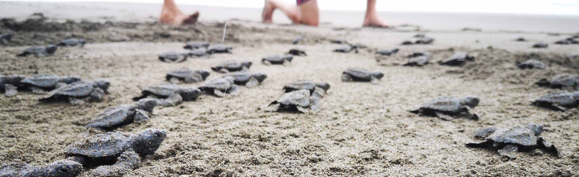 volunteer opportunities Manuel Antonio sea turtle rescue