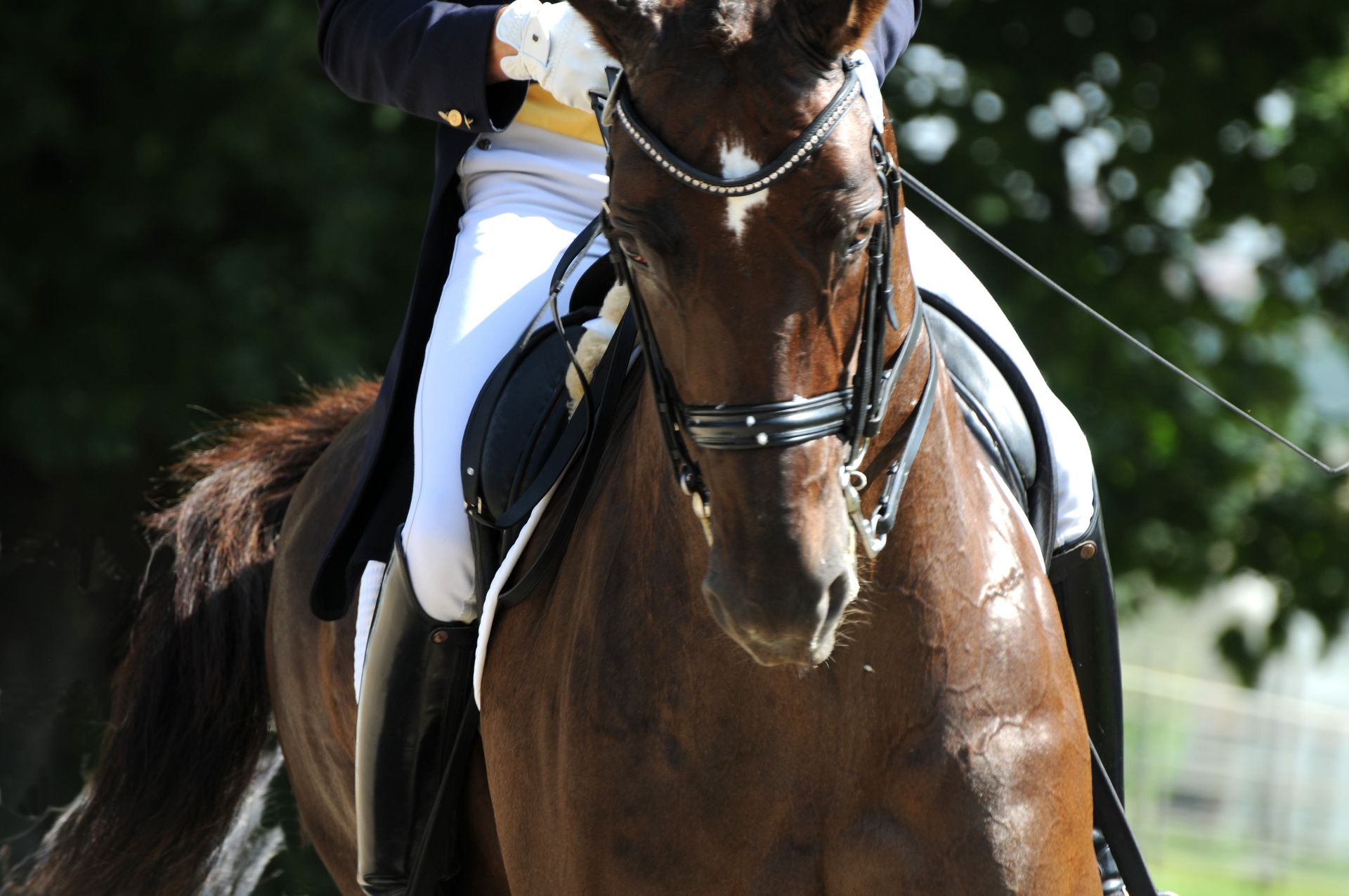 Dressur reiten