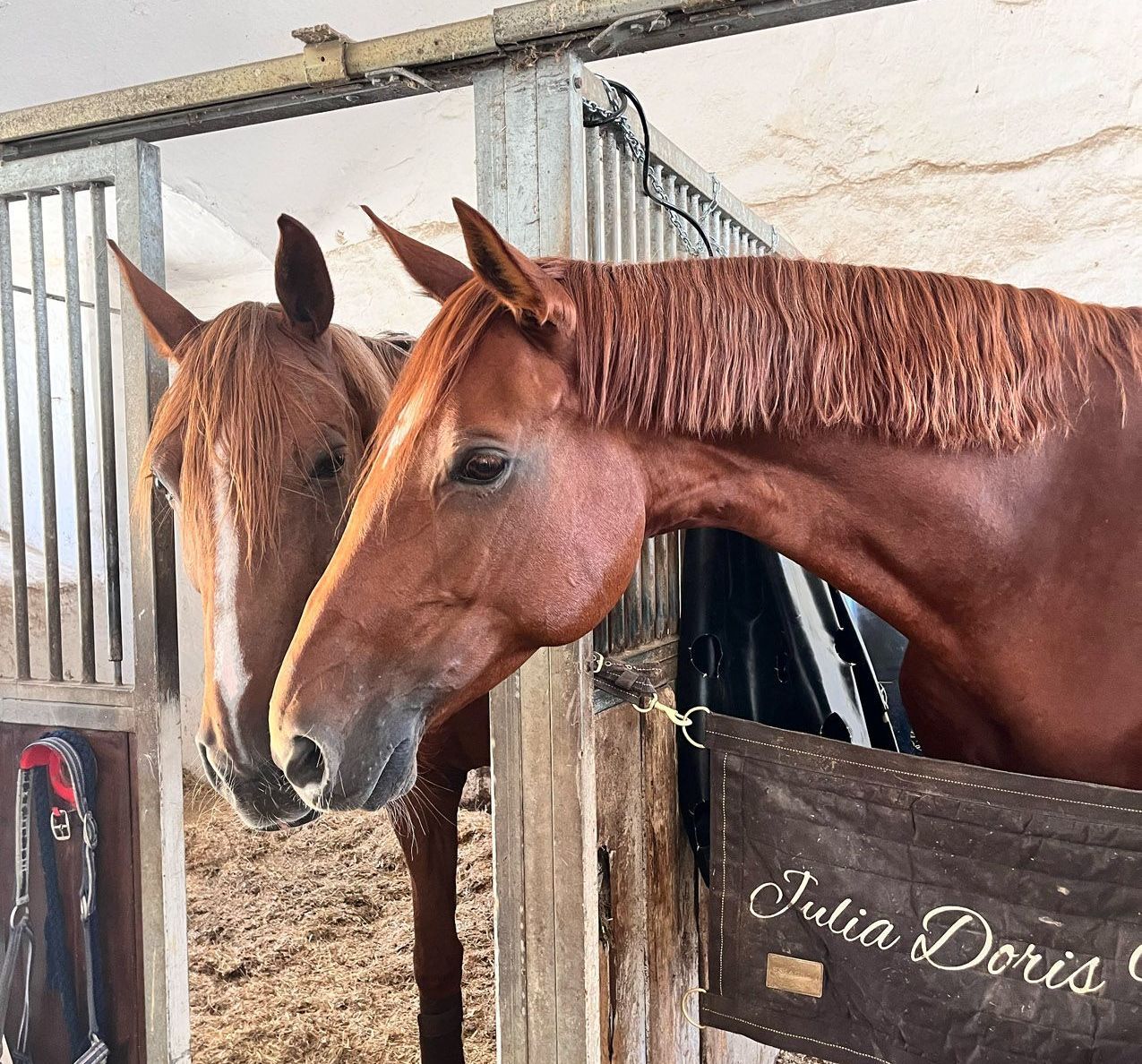 Pferde im Stall