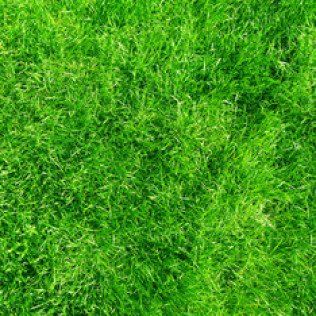 Grass