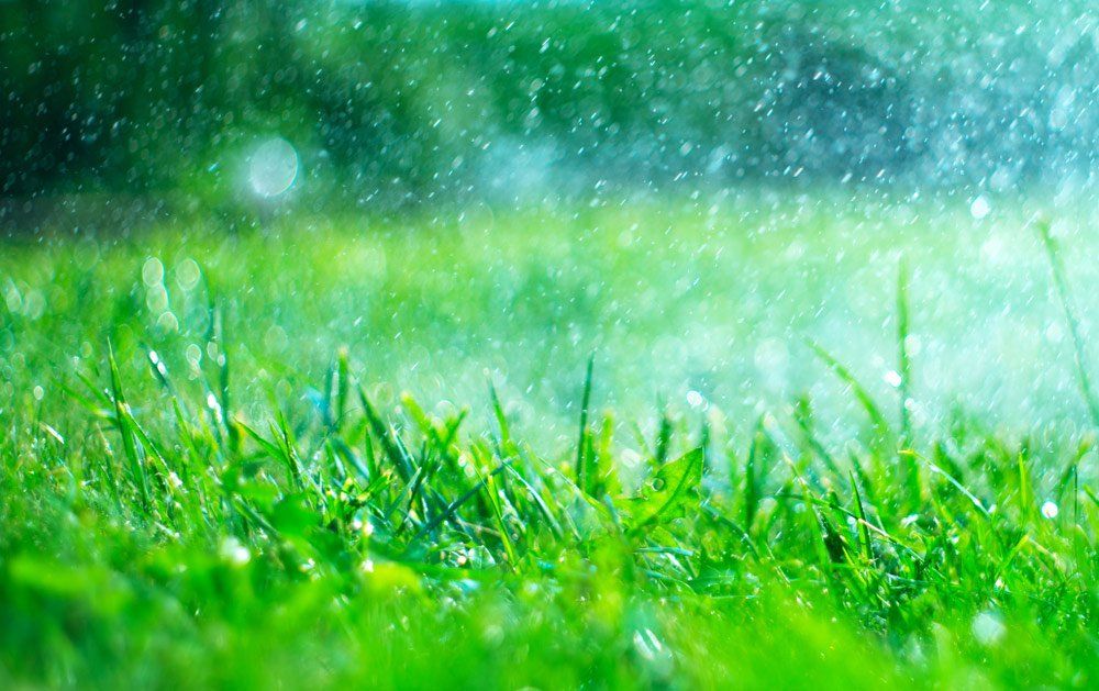 Wet Grass