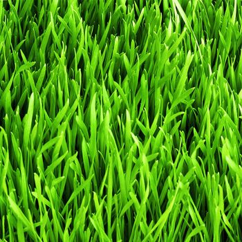 Green Lawn