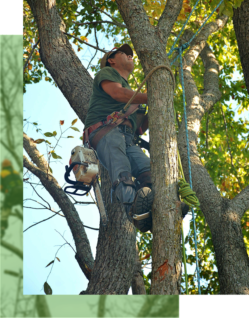 Worker in a blue lift bucket trims a tall green hedge. They wear a yellow safety vest and orange helmet.