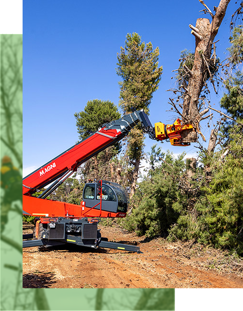 Red tree-cutting machine in action, cutting a tall tree in a sunny, outdoor setting.