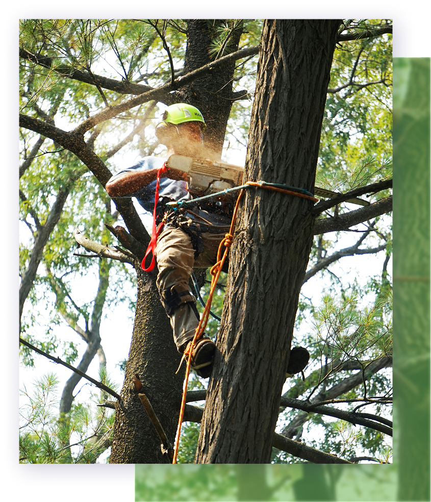 Arborist in a tree, using a chainsaw. Wearing safety gear, cutting a branch outdoors.