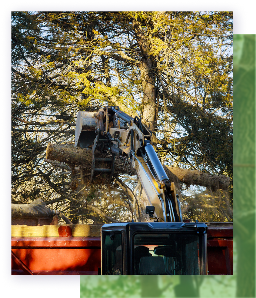 Arborist in orange helmet, climbing a tree, securing equipment, outdoor setting.