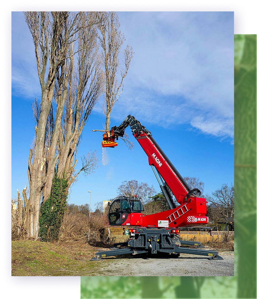 Red tree-cutting machine trimming tall trees on a sunny day.