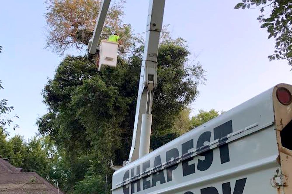 A man in a bucket is cutting a tree with a crane.
