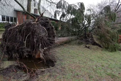 Uprooted tree leaning into a shallow ditch beside a brick house in a grassy yard