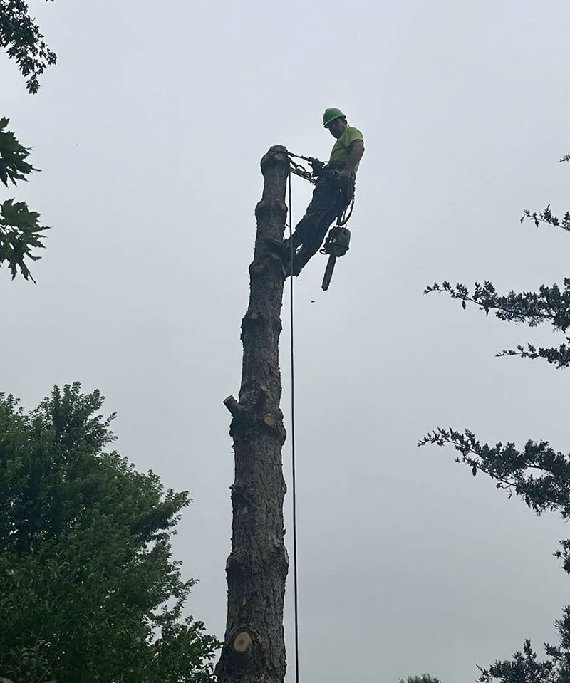 Arborist atop tall tree trunk, using chainsaw. Cloudy sky in the background.