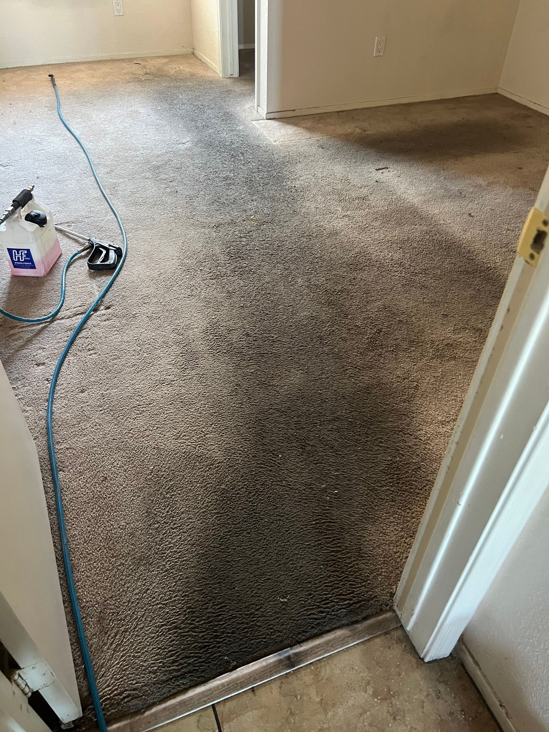 A room with dark brown speckled carpet being cleaned. A blue hose and spray bottle are visible.