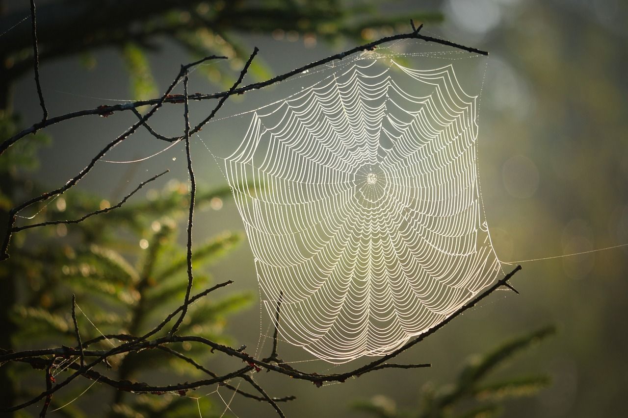 Er hangt een spinnenweb aan een boomtak.