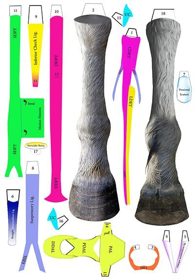 Anatomy of the Equine Distal Limb