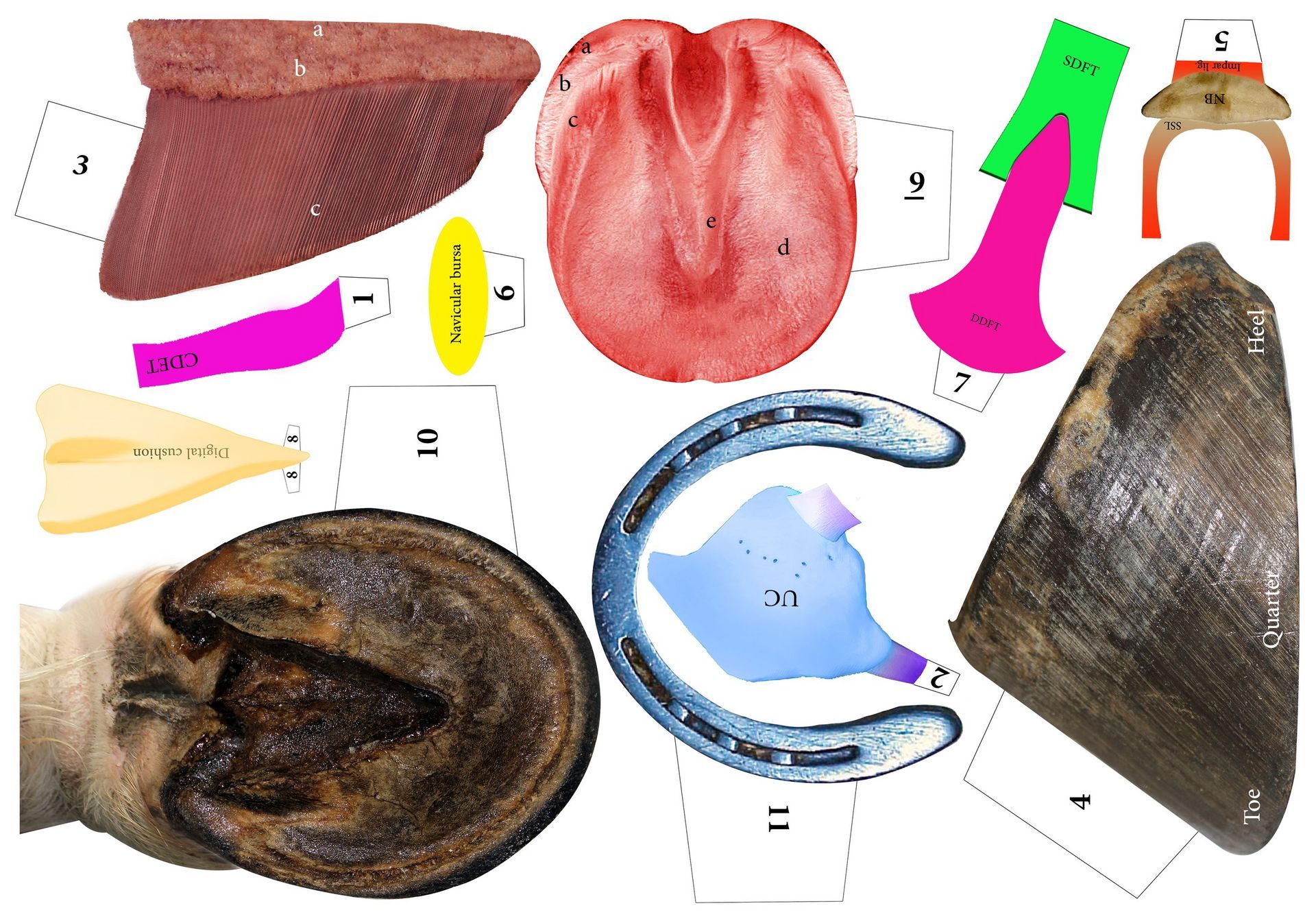 Hoof Anatomy Layered Chart