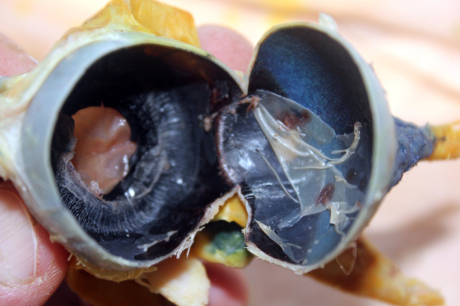 Dissected Eye of a Cow