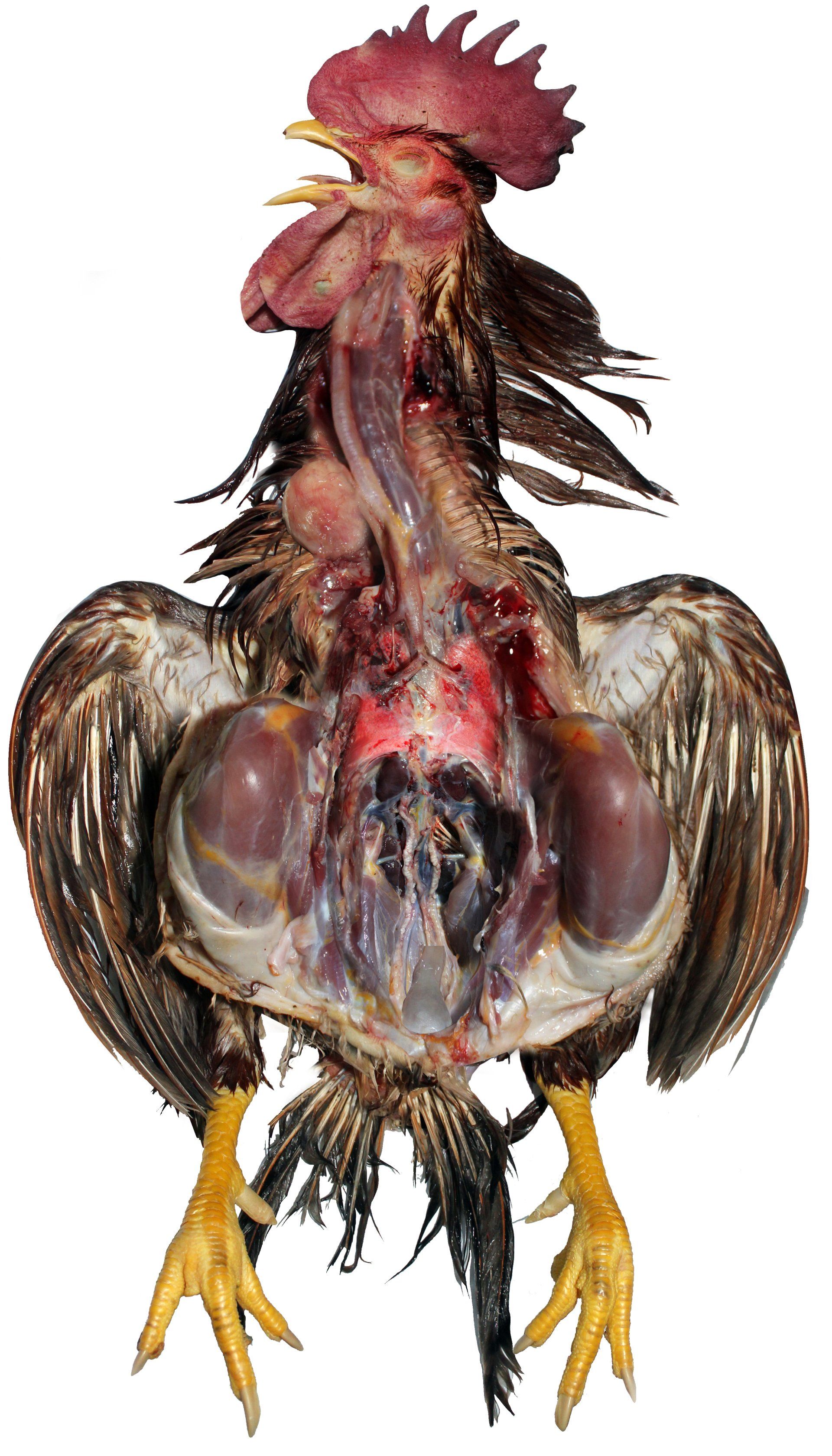 Chicken Anatomy Layered Chart