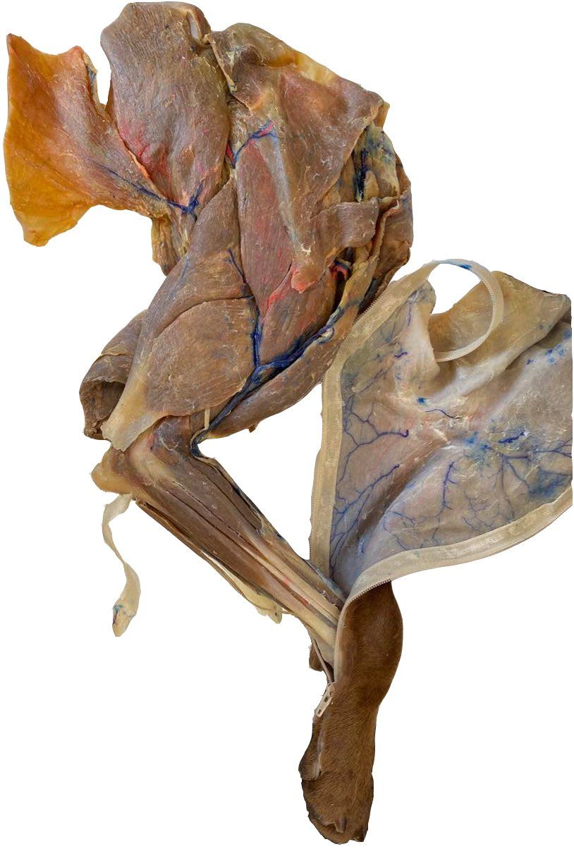 Thoracic Limb of a Dog