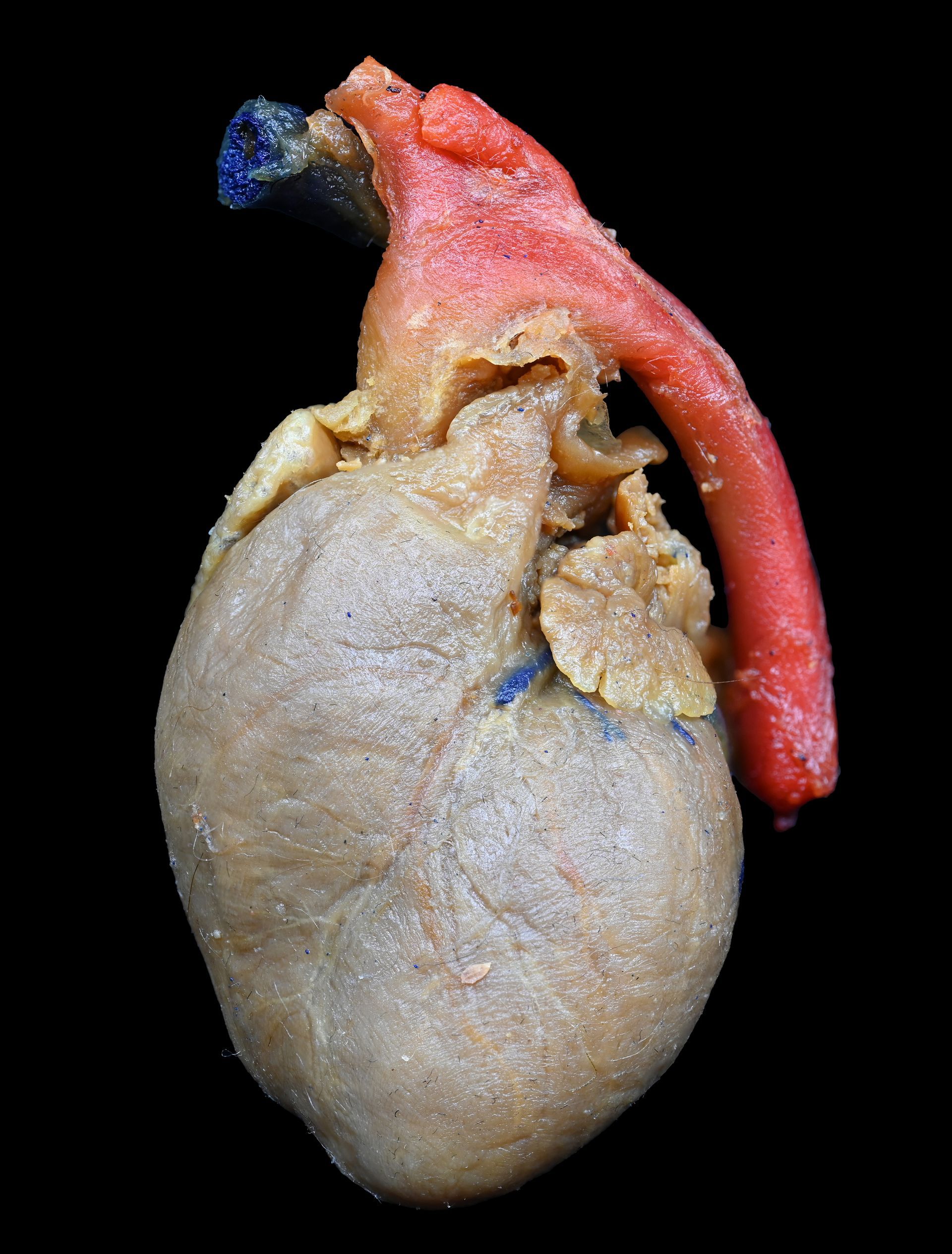 Plastinated Cat's Heart (external features)