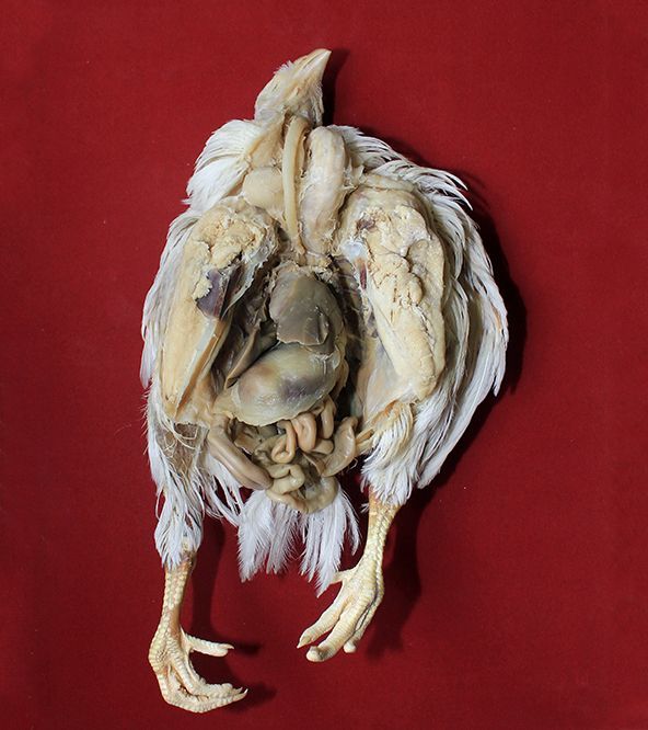 Chicken Anatomy