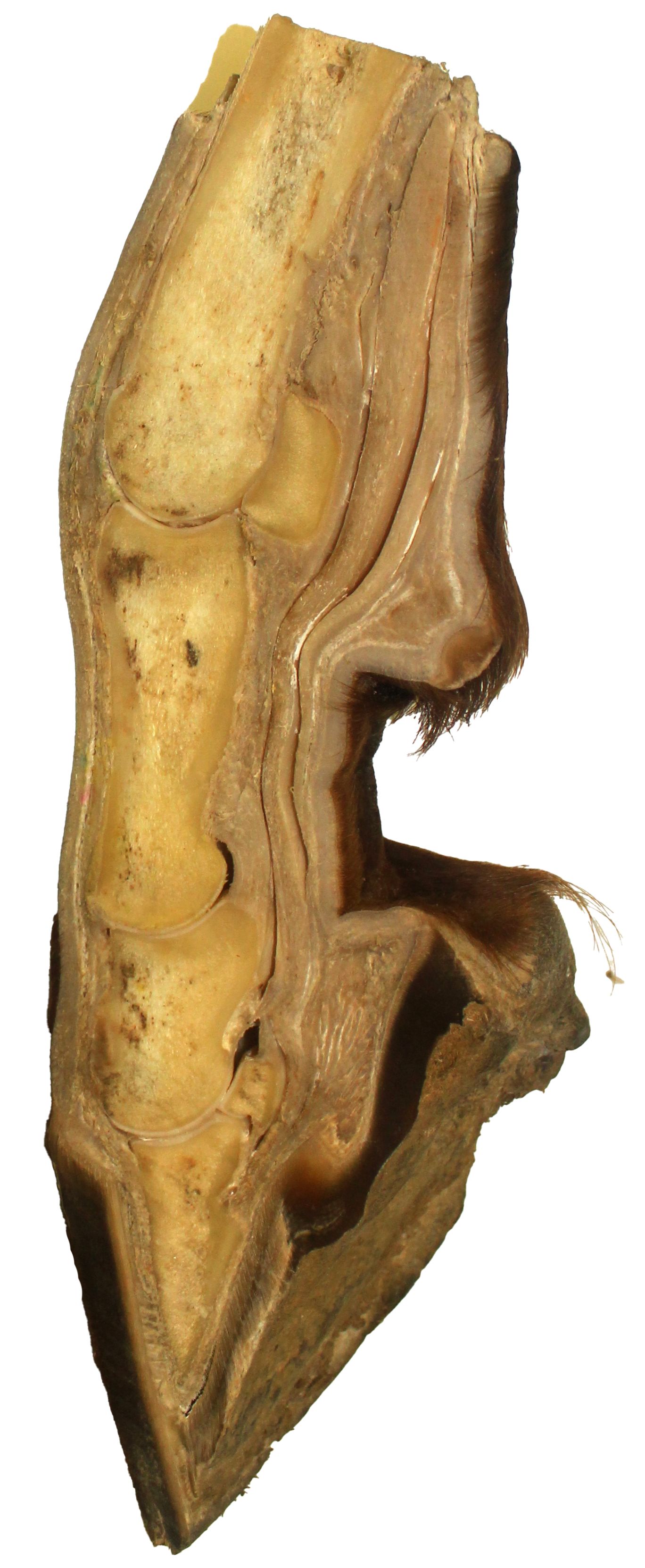 Plastinated horse distal limb sagittal section