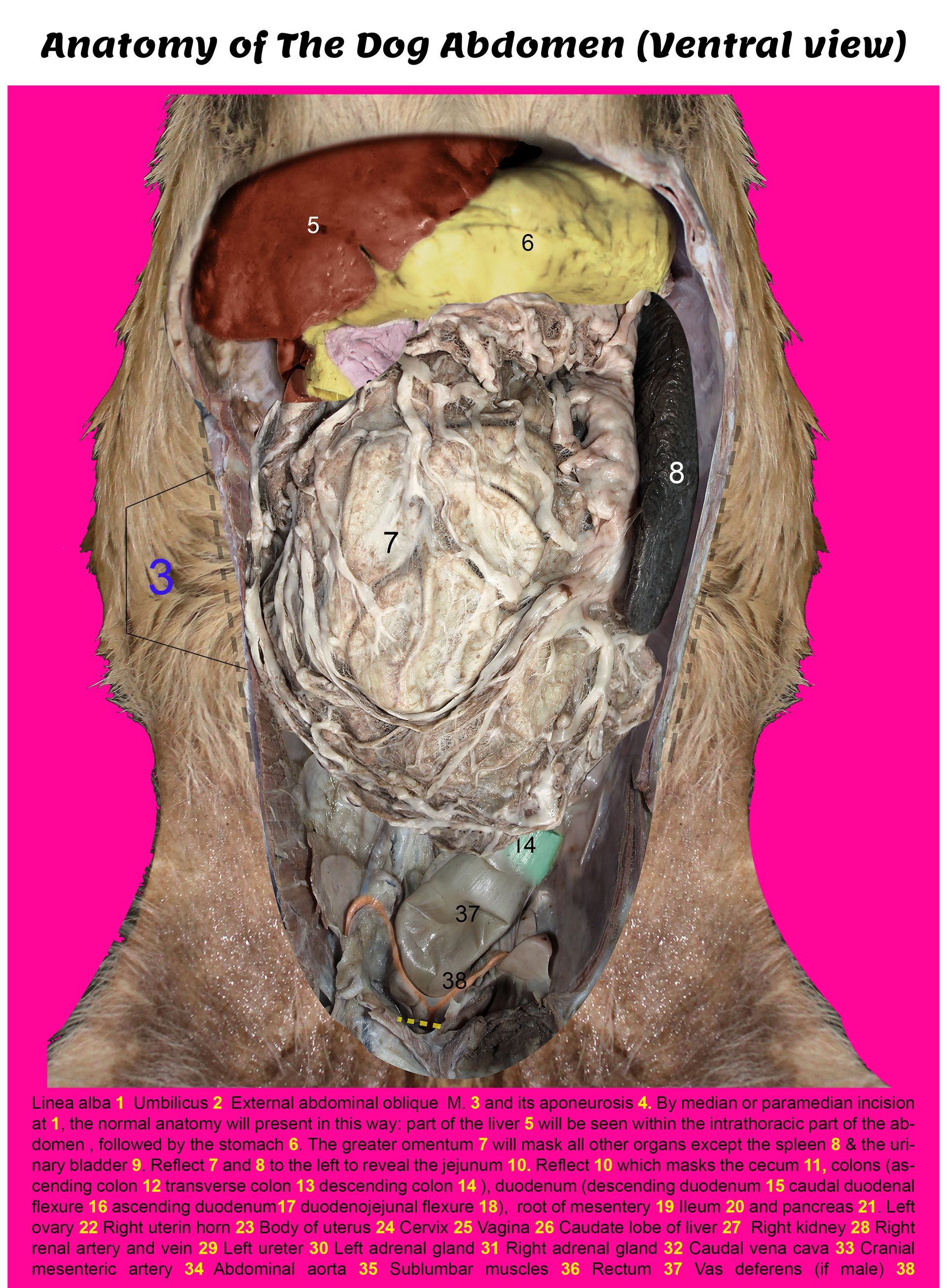 Dog Abdomen Layered Chart